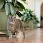 Bidens welcome Willow the cat to the White House