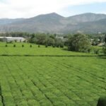 Pakistan boosts tea plantation under CPEC – Webeys