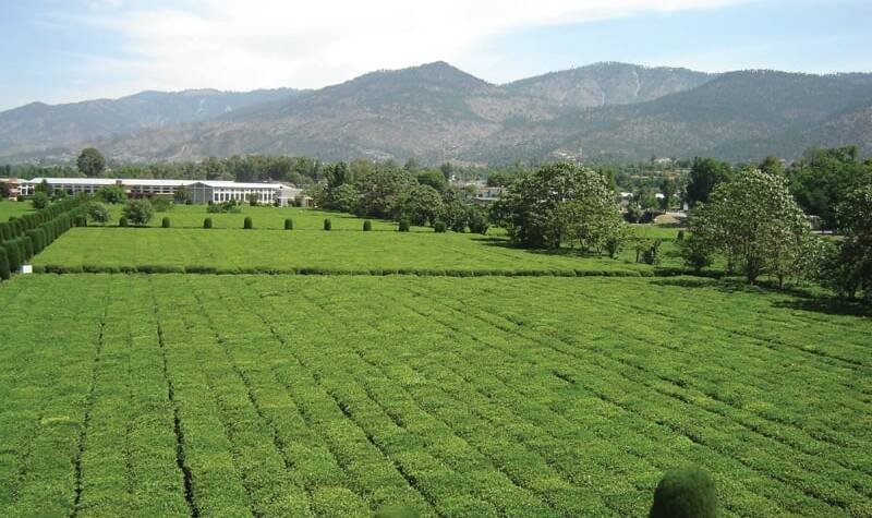 Pakistan boosts tea plantation under CPEC – Webeys