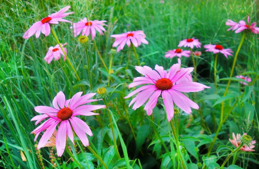 Some intriguing facts about flowers that everyone should know!