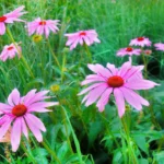 Some intriguing facts about flowers that everyone should know!
