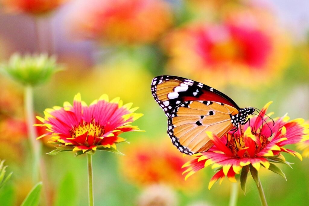 butterflies