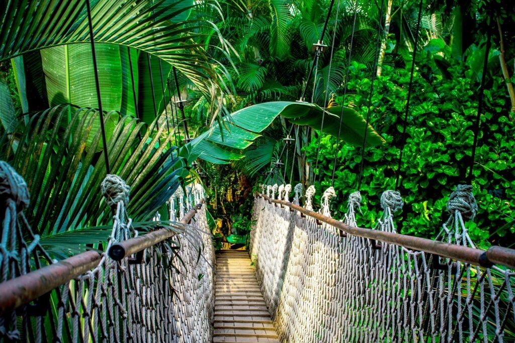 suspension-bridge-