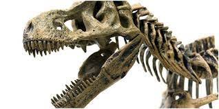 Dinosaur Has 500 Teeth? Facts You Didn’t Know You Need to Know About This Creature From the Deep Dinosaur Has 500 Teeth? Facts You Didn’t Know You Need to Know About This Creature From the Deep