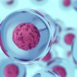 How human cells are transported for IVF