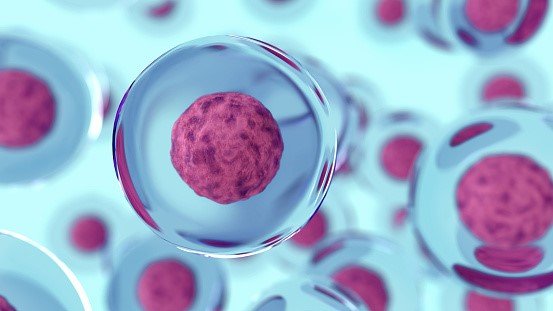 How human cells are transported for IVF