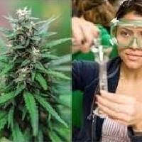 Tips to Grow Marijuana Store using online marijuana classes 