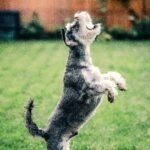 How to Feed Your Dog a Healthy High Protein Dog Foods?