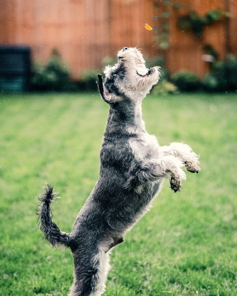 How to Feed Your Dog a Healthy High Protein Dog Foods?