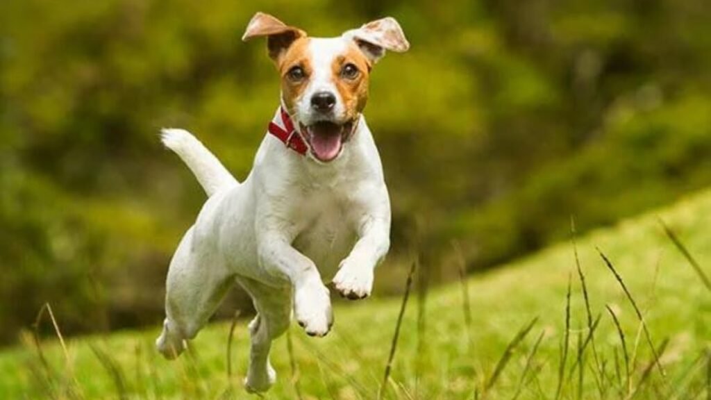 Highest Energy Dogs