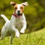 Highest Energy Dogs