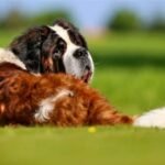 Lowest Energy Dogs