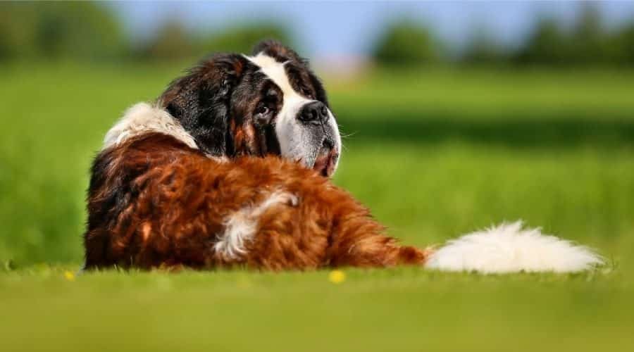 Lowest Energy Dogs