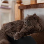 Cat Breeder