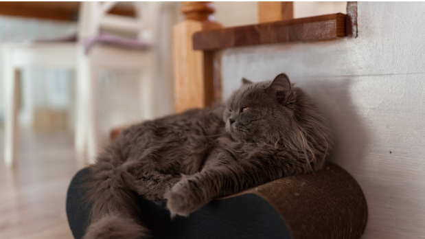 Cat Breeder