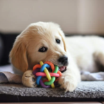 Dogs Love Squeaky Toys