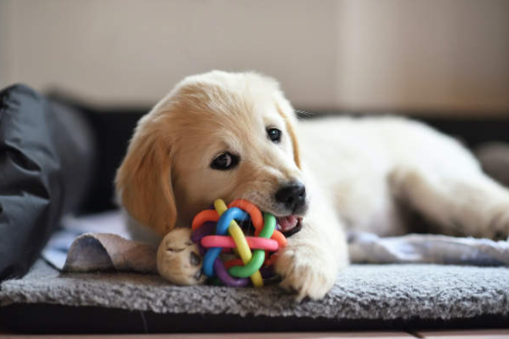 Dogs Love Squeaky Toys
