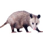 Possum Removal – How to Get Rid of Possums From Your Property