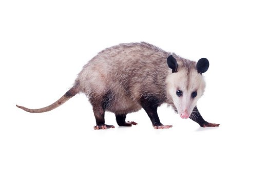 Possum Removal – How to Get Rid of Possums From Your Property
