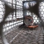 Secrets That Will Make Your Rodent Removal Look Amazing