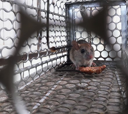 Secrets That Will Make Your Rodent Removal Look Amazing