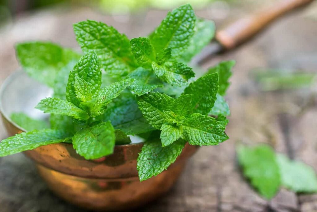 Mint Alternatives