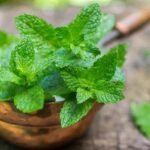 Mint Alternatives