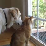 Finding A Good Dog Door For A Sliding Door