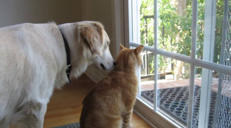 Finding A Good Dog Door For A Sliding Door