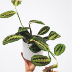 <strong>Keep Your Prayer Plant Happy and Healthy: A Guide to Prayer Plant Care</strong>