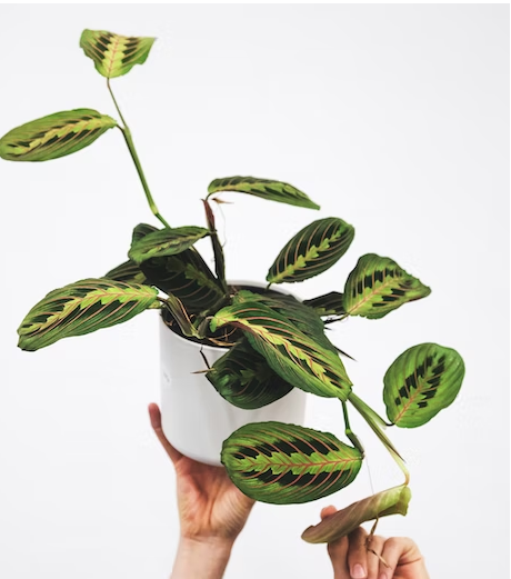 <strong>Keep Your Prayer Plant Happy and Healthy: A Guide to Prayer Plant Care</strong>