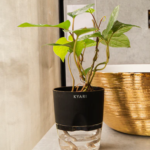 The Science Behind Self-Watering Indoor Plants: How They Work and Why They’re Effective