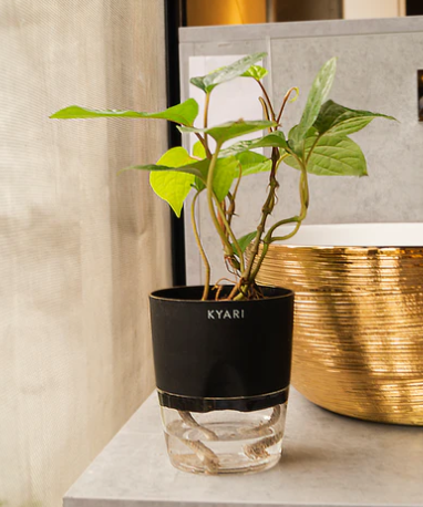 The Science Behind Self-Watering Indoor Plants: How They Work and Why They’re Effective
